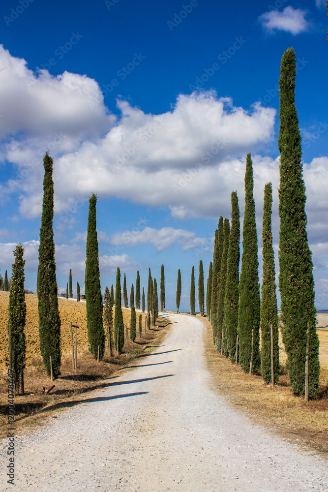 Fototapeta premium rural landscape in Val d'Orcia with cypress trees