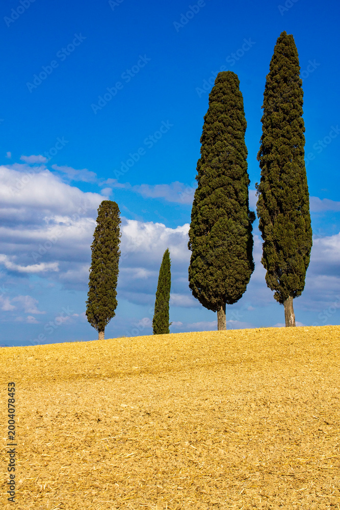 Fototapeta premium rural landscape in Val d'Orcia with cypress trees