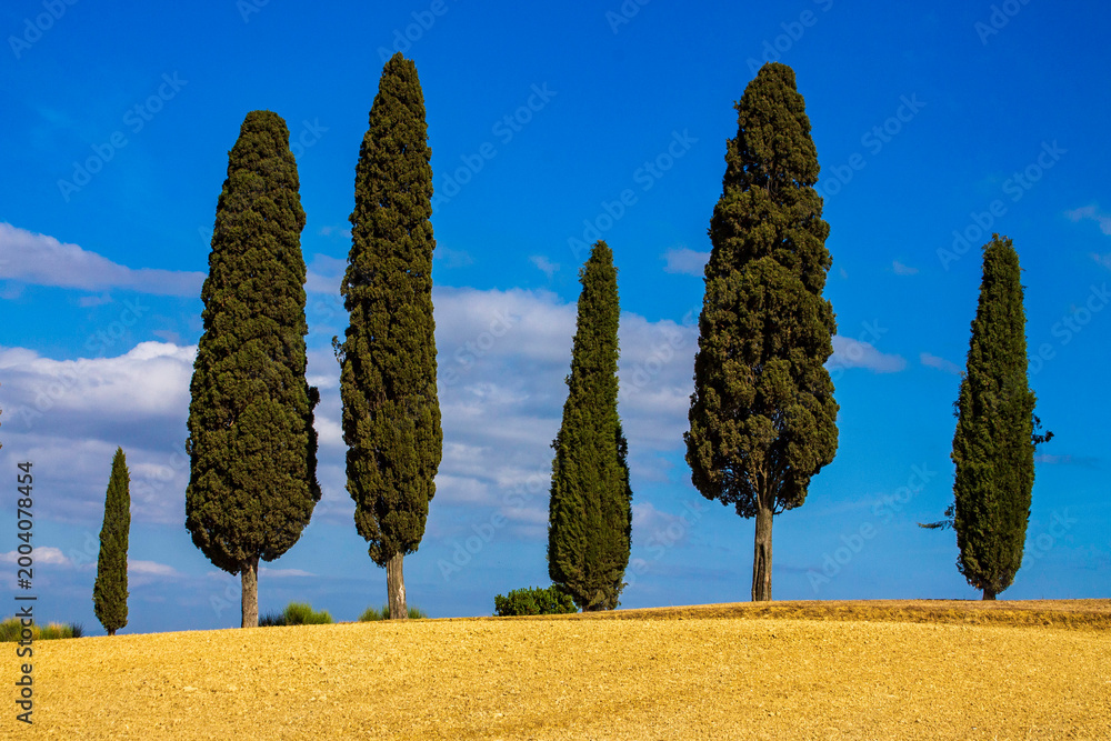Fototapeta premium rural landscape in Val d'Orcia with cypress trees