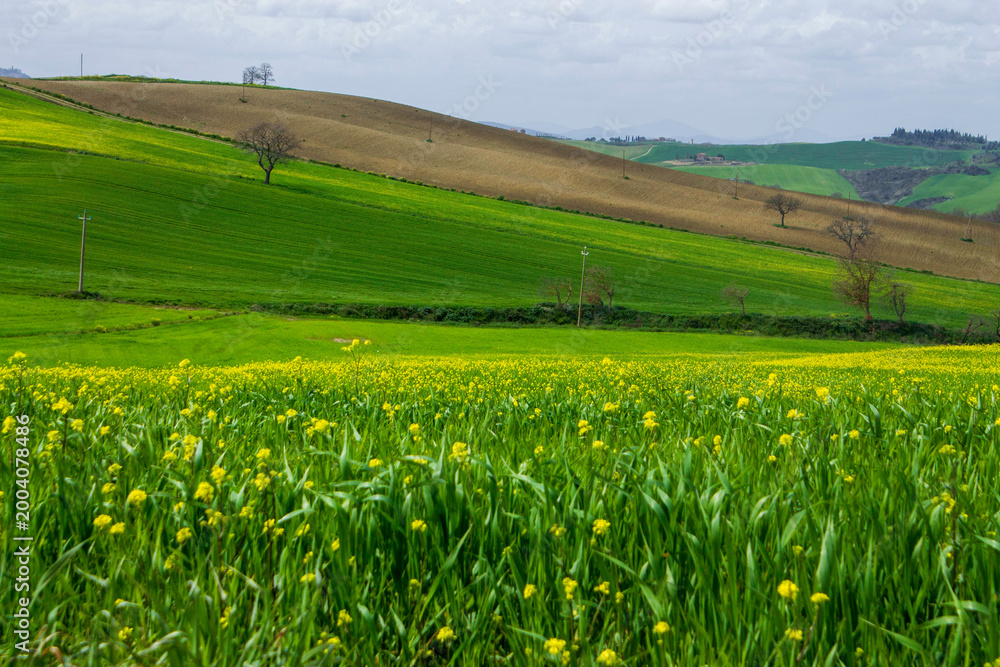 Fototapeta premium rural landscape in tuscany with green contrast 