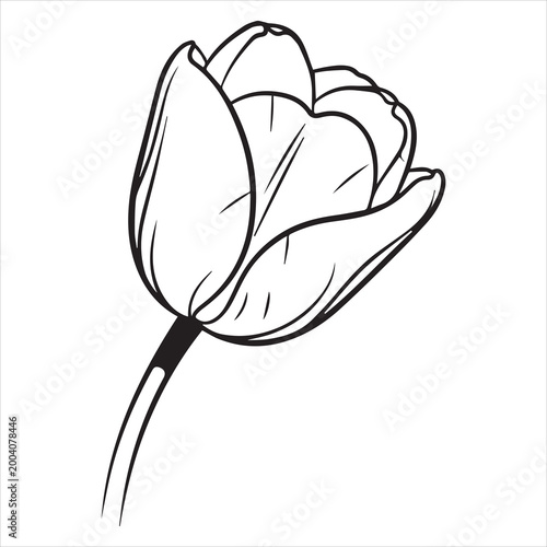 clean floral tulip silhouette vector isolated on white background