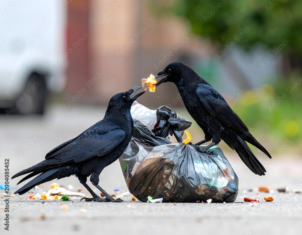 Fototapeta premium カラスの行動、ゴミをあさる習性