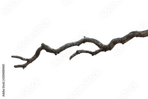 Natural branch, single branch, tree branch