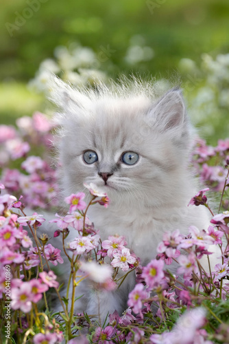 Neva Masquerade Kitten Blue Eyes Surrounded Pink Wildflowers — Enchanting Siberian Colorpoint Cat Close Up Portrait 
Magical Spring Garden Norway