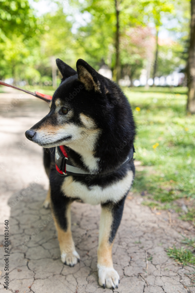Fototapeta premium shiba inu portrait in the park