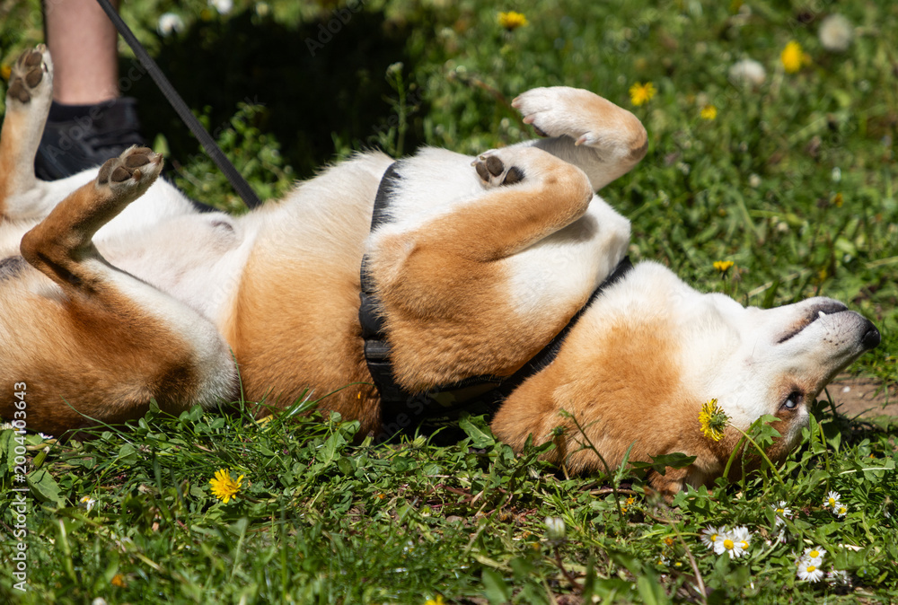 Fototapeta premium shiba inu portrait in the park