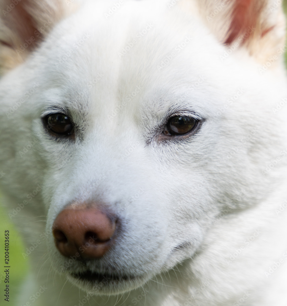 Fototapeta premium shiba inu portrait in the park
