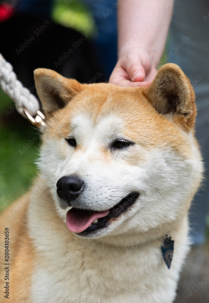 Fototapeta premium shiba inu portrait in the park