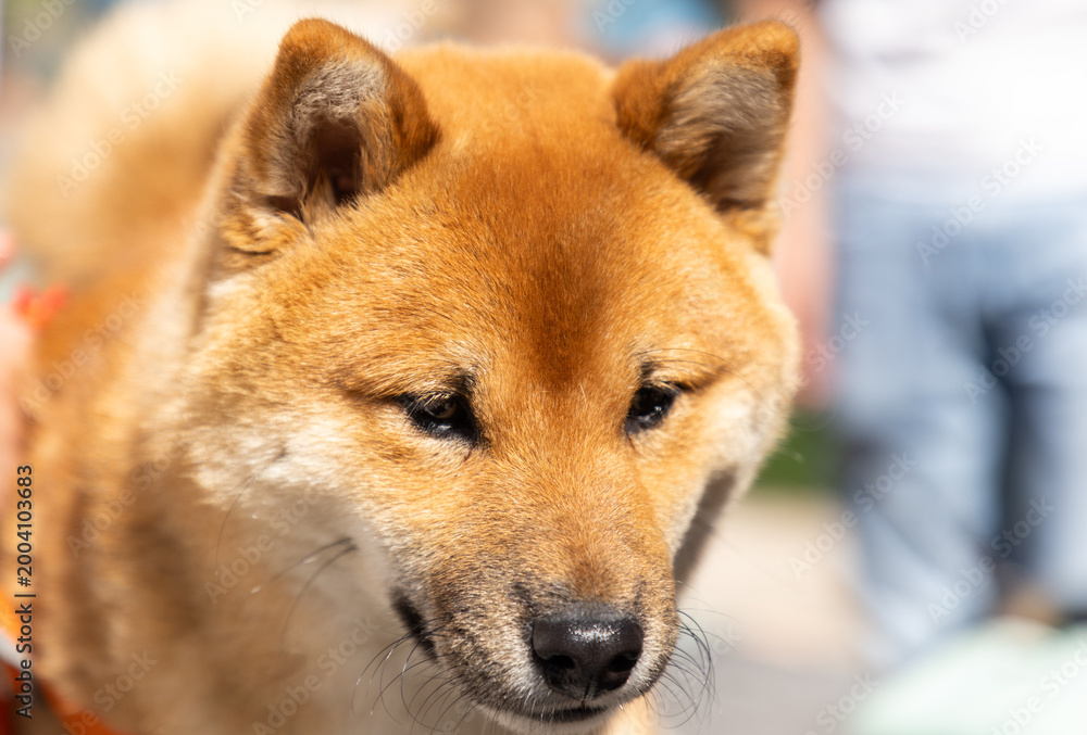 Fototapeta premium shiba inu portrait in the park