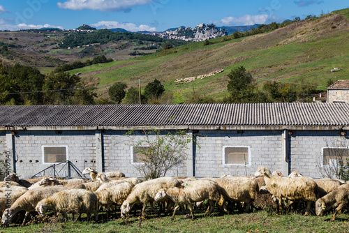 Pecore al pascolo