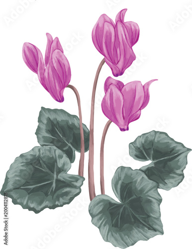Cyclamen Flower Botanical Painting Illustration