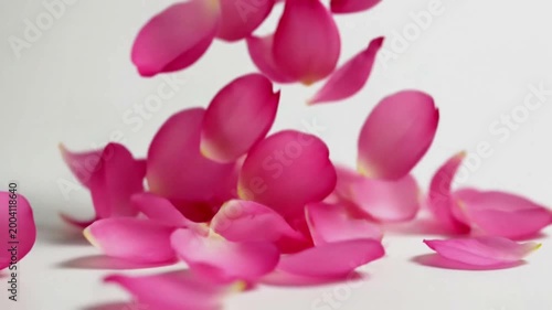 Beautiful Pink Rose Petals Falling Gracefully in Slow Motion.