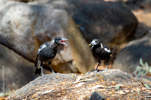 Foto Australian Juvenile Magpie Fed by Mother