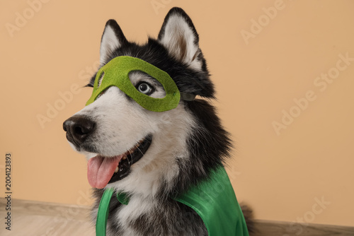 Cute husky dog in superhero...