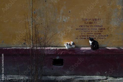 Canvas Print Two cats bask in the sun on the wall of a house in Nizhny Novgorod, Russia