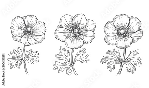 Bild auf Leinwand Three anemone blooms in refined vintage engraving line drawing.