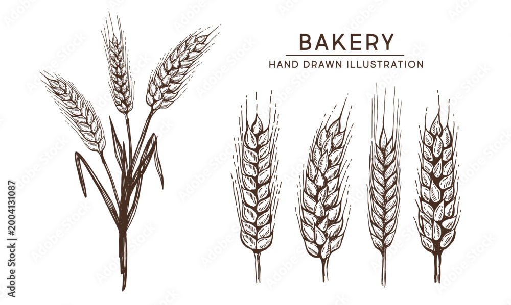 Fototapeta premium Wheat bread ears set, hand drawn illustration. 