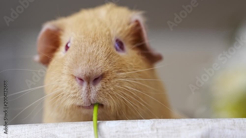 Guinea pig enjoys a flower and receives gentle petting