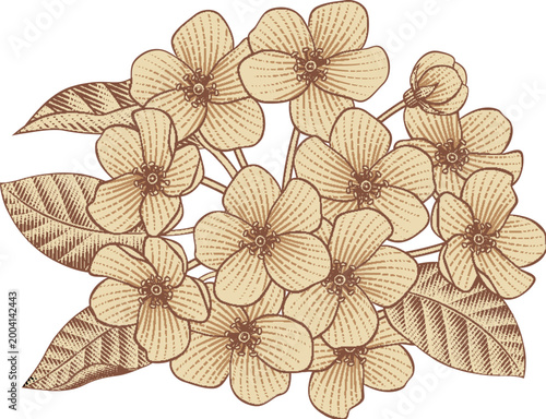Bild auf Leinwand Vintage Engraving Drawing Flower Bouquet