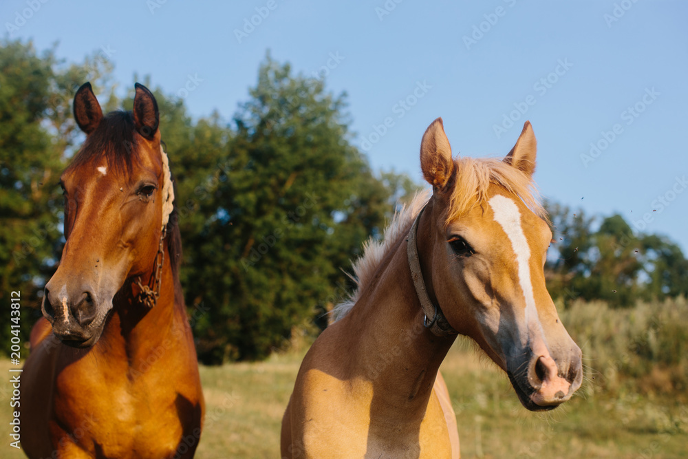 Fototapeta premium Two horses standing in green pasture, watching
