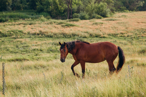 Brown horse walking through golden summer grass field