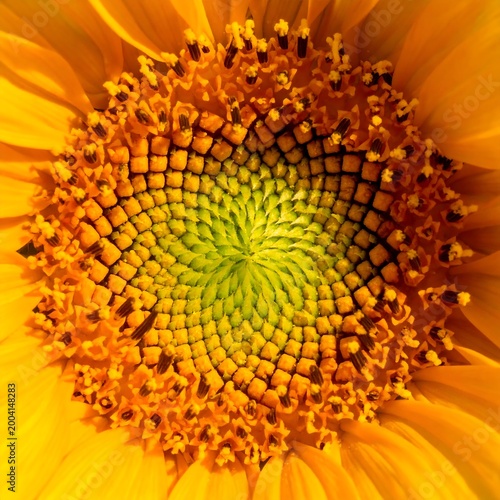 Close-up of vibrant sunflower center texture