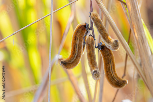 Closeup Velvet bean (Mucuna pruriens) pods, the extreme itchiness tropical legume plant
