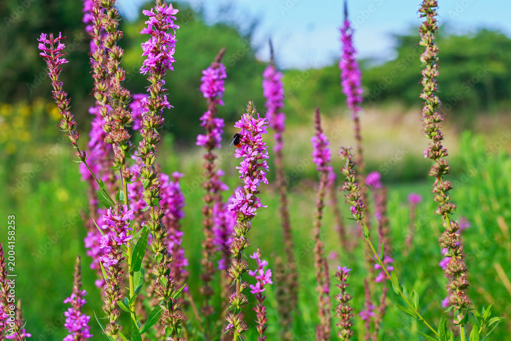 Naklejka premium Bright flowers bloom in a field during sunny daytime with a bee collecting nectar