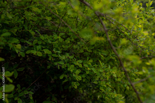 Close-up of fresh green leaves on thin branches of a dense summer bush, capturing the vibrant texture of nature in a forest or park with a soft blurred background. 