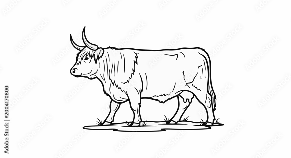 Fototapeta premium A black and white line drawing depicts a shaggy Highland cow in profile