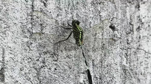 Small insect on wall close up macro, nature background dragonfly