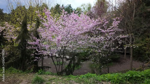 Blooming White Fruit Tree In Green Spring Meadow Under Overcast Sky