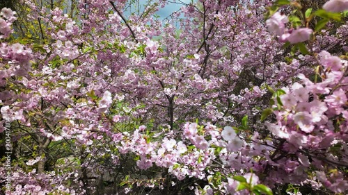 Blooming Pink Sakura Cherry Blossom Tree In Spring Park
