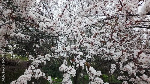 Blooming Sakura Cherry Blossom Tree In Green Spring Meadow