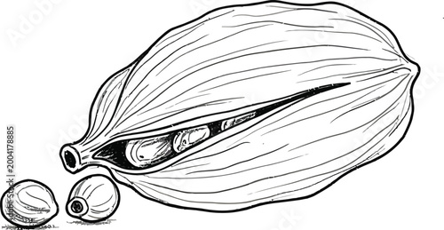 Tableau sur toile Hand-drawn black and white illustration of an open cardamom pod with seeds a fra
