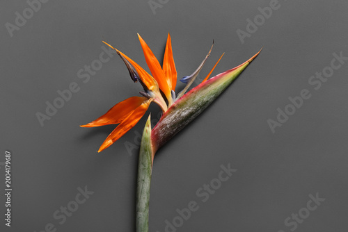 Beautiful strelitzia flower...