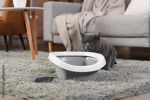 Cute grey cat near litter b...