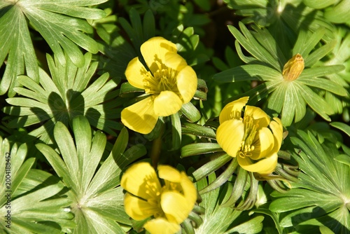 Tableau sur toile Pretty winter aconite flowers in early spring.