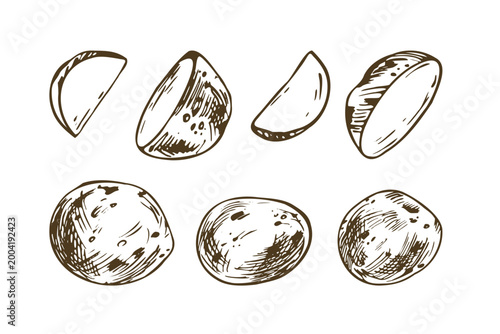 Hand drawn sketch illustration of baby potato set. Ink pen vegetable drawing in line art outline style. Organic harvest, kitchen cooking ingredient, food market menu and packaging design.