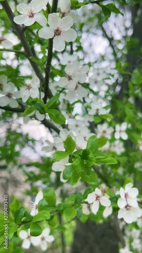 Blooming apricot blossoms on tree branches in spring. Beautiful nature background with flowering fruit trees. Close up of white apricot flowers in garden. Vertical video.