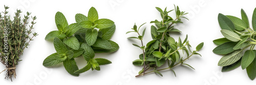 Fresh culinary herbs including thyme mint oregano and sage arranged on a clean white background