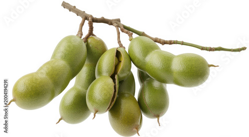 Fresh green tamarind fruit pods hanging from a branch isolated on a white background
