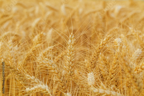 Bilde på lerret Golden wheat field during harvest time with tall stalks swaying in the breeze un