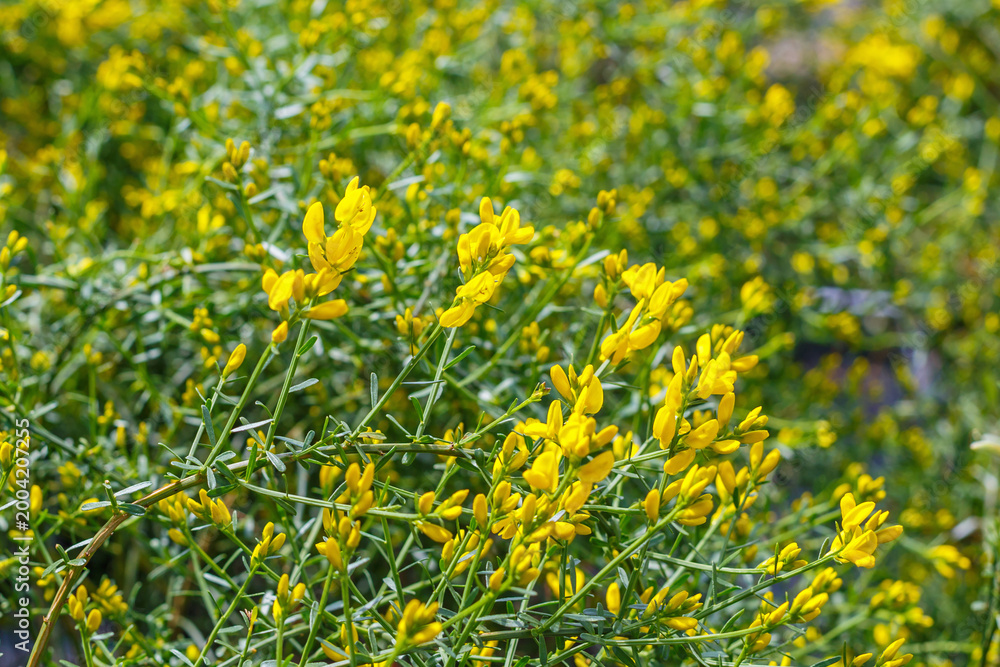 Obraz premium Bright yellow flowers bloom in a garden during springtime in a sunny location