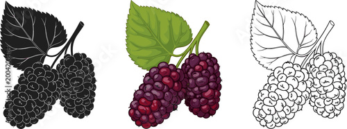 Mulberry fruits in color black and white styles isolated on transparent background