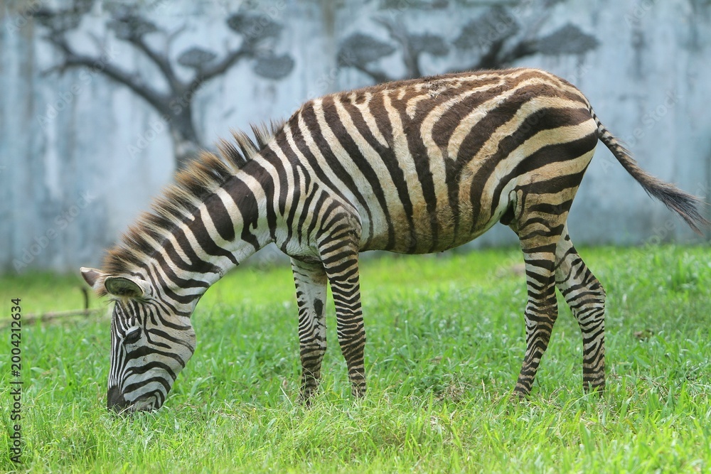 Fototapeta premium side view of a zebra grazing in a field