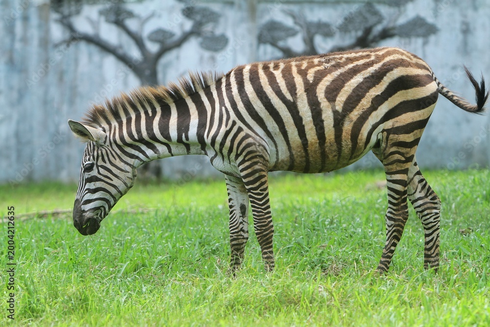 Fototapeta premium side view of a zebra grazing in a field