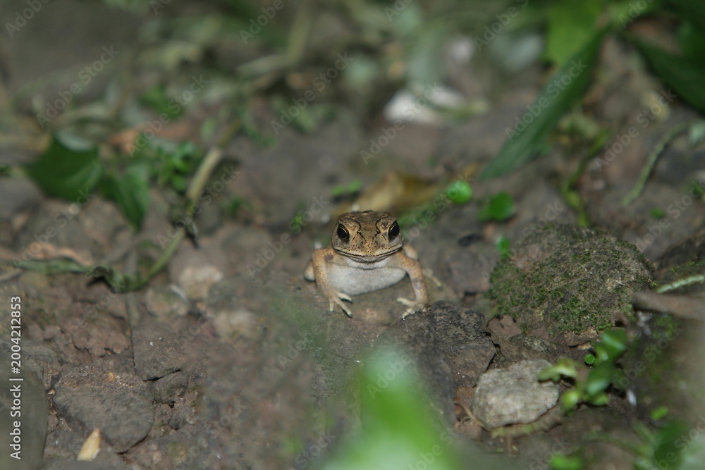 Obraz premium a frog is stalking prey on the ground at night