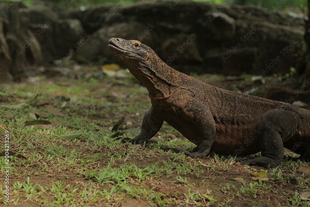 Fototapeta premium A komodo dragon wanders through the grass while observing its surroundings in the morning