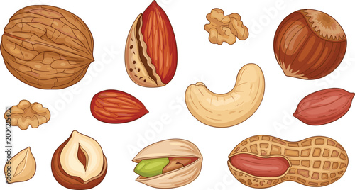 Assorted Healthy Nut Vector Collection Featuring Walnut, Almond, Hazelnut, Cashew, Pistachio, and Peanut for Organic Food, Nutrition, and Culinary Graphic Design Projects
